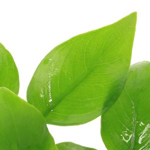 (水草)★株売り★ アヌビアスナナ ゴールデン...の詳細画像1