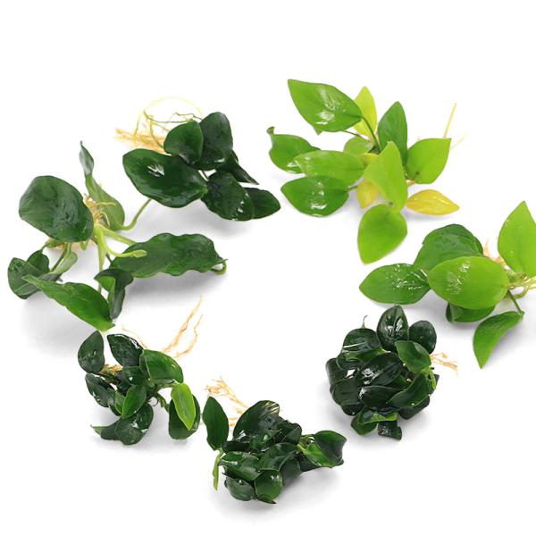 （水草）★株売り★　定番のアヌビアス　ナナ３種　７株セット（水上葉）（１セット）