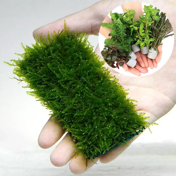 （水草）国産無農薬　置くだけ簡単セット　マルチリングホワイト＋モスマット　レイアウト　熱帯魚　小型水...