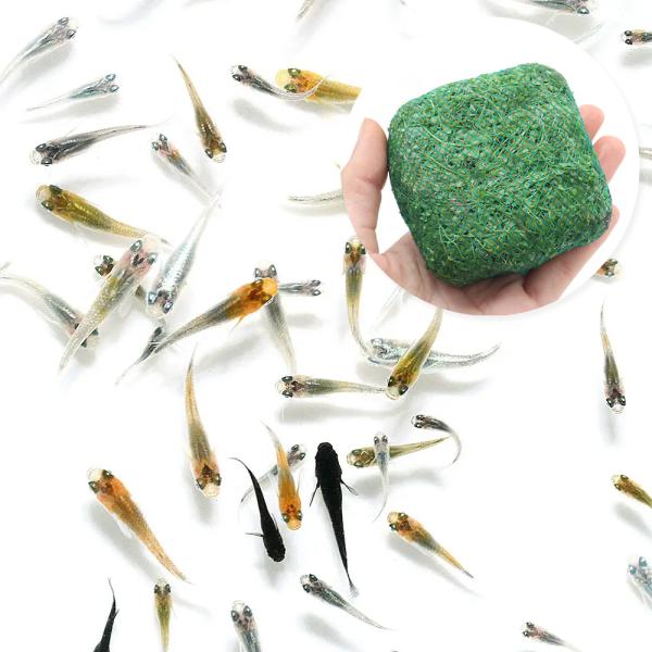 （めだか）（水草）無選別　変わり　メダカミックス　稚魚（１０匹）＋巻きたて メダカが喜ぶ侘び島！〜緑...