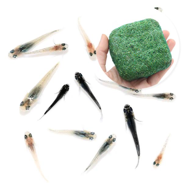 （めだか）（水草）無選別　高級メダカミックス 極 稚魚（５匹）＋巻きたて メダカが喜ぶ侘び島！〜緑系...