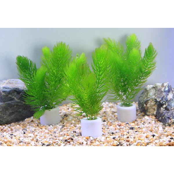 （水草）マルチリングホワイト（白）　マツモ　ミニ（無農薬）（５個）メダカ　金魚　水質浄化　産卵床