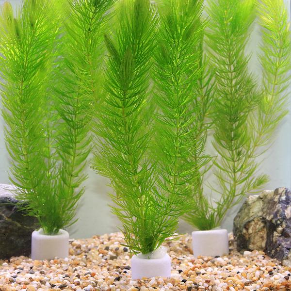 （水草）マルチリングホワイト（白）　マツモ（無農薬）（５個）メダカ　金魚　水質浄化　産卵床