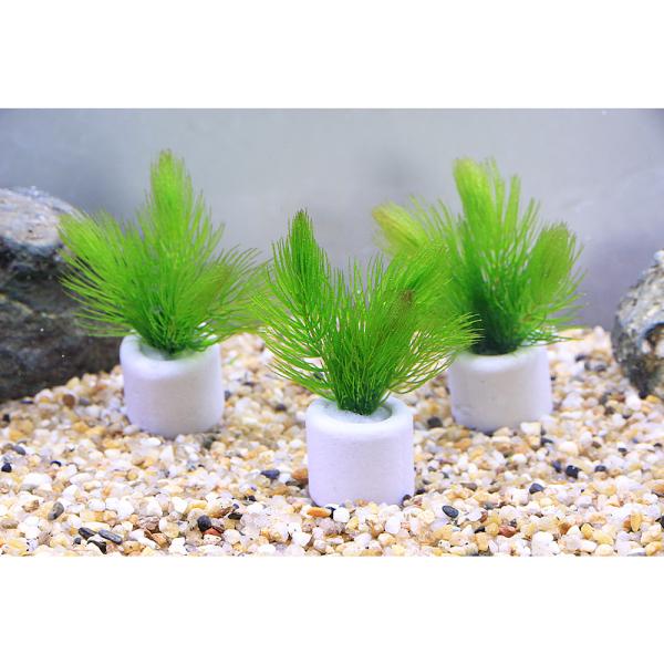 （水草）マルチリングホワイト（白）　マツモ　プチ（無農薬）（１個）メダカ　金魚　水質浄化　産卵床