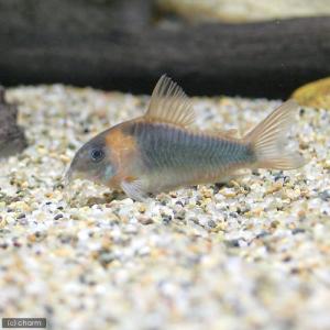 コリドラス 熱帯魚 エビ他 チャーム Charm Paypayモール店 通販 Paypayモール