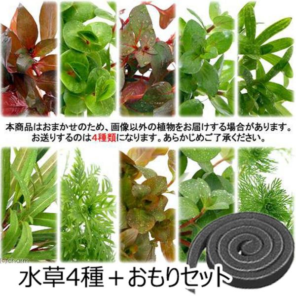 （水草）おまかせ水草詰め合わせパック　４種（計４０本）＋おもりセット（水上葉）（無農薬）（１パック）