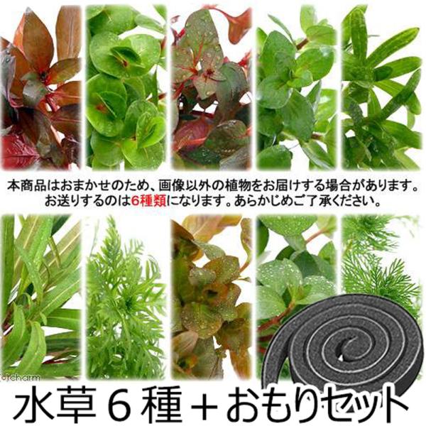 （水草）おまかせ水草詰め合わせパック　６種（計６０本）＋おもりセット（水上葉）（無農薬）（１パック）