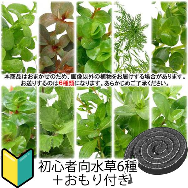 （水草）初心者向け　おまかせ水草詰め合わせパック　６種（計６０本）＋おもりセット（水上葉）（無農薬）...