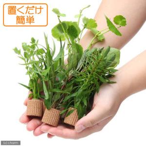 (水草)初心者向け 置くだけでレイアウト完成!...の詳細画像1