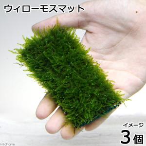 (水草)初心者向け 置くだけでレイアウト完成!...の詳細画像2