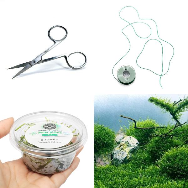 （水草）はじめてのモス活着キット　ウィローモス（水中葉）（無農薬）（１セット）モスライン