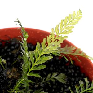 (水草)一点物 ブレクナム オブツサタム va...の詳細画像1