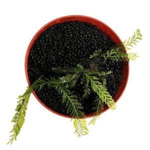 (水草)一点物 ブレクナム オブツサタム va...の詳細画像2