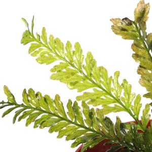 (水草)一点物 ブレクナム オブツサタム va...の詳細画像1