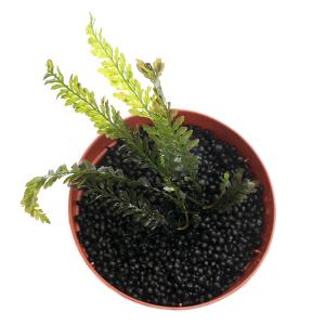 (水草)一点物 ブレクナム オブツサタム va...の詳細画像2