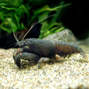 （エビ）アフリカンロック・シュリンプ　（Ｌサイズ）（１匹）　北海道・九州航空便要保温