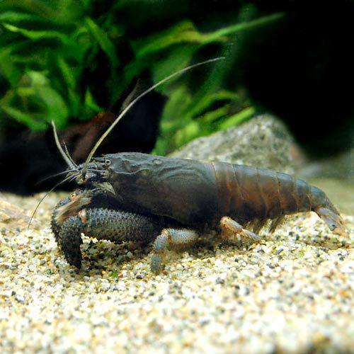 （エビ）アフリカンロック・シュリンプ　（Ｌサイズ）（１匹）　北海道・九州航空便要保温