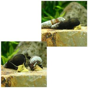 (エビ・貝)イエローラビット・スネール(1匹)...の詳細画像1