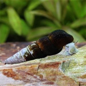 (エビ・貝)イエローラビット・スネール(1匹)...の詳細画像2