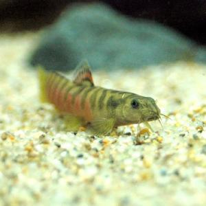 熱帯魚）ポリプテルス・ビキール・ラプラディ ナイジェリア産 （18 