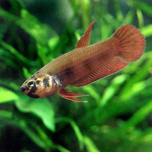 熱帯魚）ベタ・アルビマルギナータ（ワイルド）（1ペア） 北海道