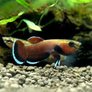 熱帯魚）ベタ・アルビマルギナータ（ワイルド）（1ペア） 北海道