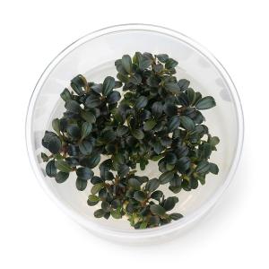 水草）組織培養GROWOW！ ブセファランドラsp．クダガン レッド