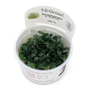 チャーム（charm） （水草）おまかせブセファランドラ（水中葉）（無