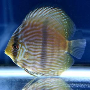 年最新海外 熱帯魚 ディスカス 生体 スクンドゥリ ヘッケル Sucunduri Heckel サイズ7 8cm 5匹 ワイルドディスカスサンプル画像販売 画像の個体は参考個体になります 画像の個体を基準に綺麗で元気な個体から選別してお送りいたします 年末年始セール