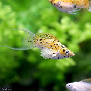 熱帯魚 モーリーの商品一覧 通販 Yahoo ショッピング