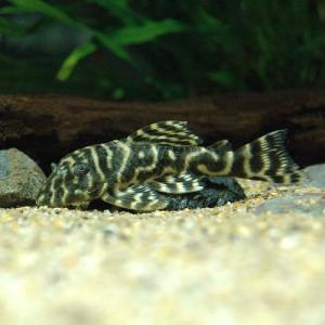 熱帯魚）一点物 スターダスト・クラウンプレコ L136c（ブリード 