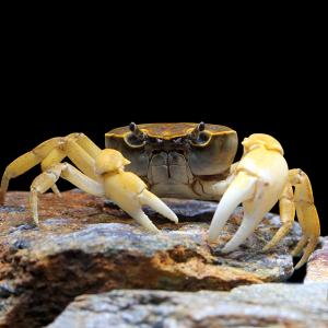 (エビ・カニ)サワガニ レッド(3匹)の詳細画像1