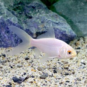 （国産金魚）白コメット（１匹）｜チャーム charm ヤフー店