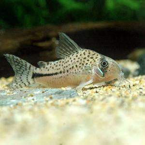 コリドラス 熱帯魚 エビ他 チャーム Charm Paypayモール店 通販 Paypayモール