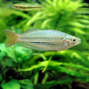 （熱帯魚）メラノタエニア・オーストラリス（１匹）　北海道航空便要保温