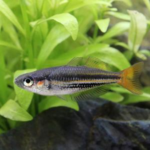 (熱帯魚)メラノタエニア・オーストラリス(1匹...の詳細画像1