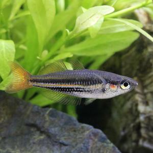 (熱帯魚)メラノタエニア・オーストラリス(1匹...の詳細画像2