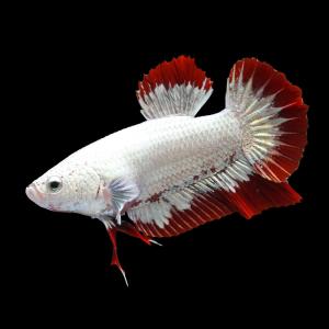 熱帯魚）ベタ・ハーフムーンプラカット ブラックデビル オス（1匹