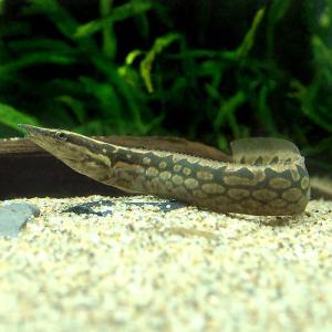 (入荷未定)(熱帯魚)タイヤトラック・スパイニー...の商品画像