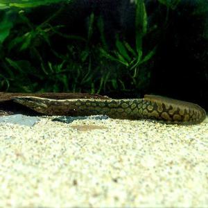 (入荷未定)(熱帯魚)タイヤトラック・スパイニ...の詳細画像1