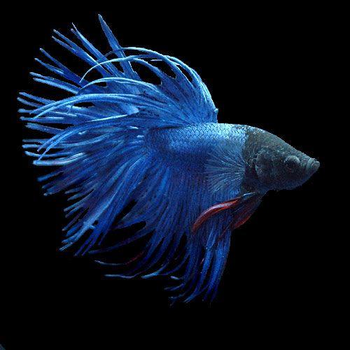 （熱帯魚）ベタ・クラウンテール　青系（オス）（１匹）　北海道航空便要保温