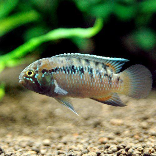 （熱帯魚）ナンナカラ・アドケタ（ブリード）（１ペア）　北海道・九州航空便要保温