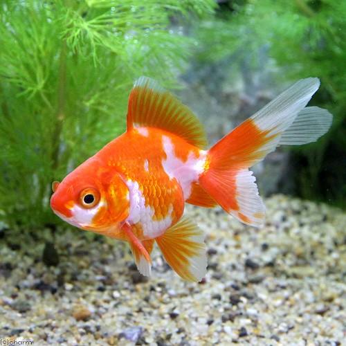 （国産金魚）更紗琉金（３匹）