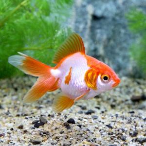 (国産金魚)更紗琉金(3匹)の詳細画像1