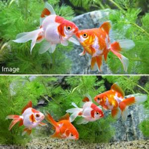 (国産金魚)更紗琉金(3匹)の詳細画像2