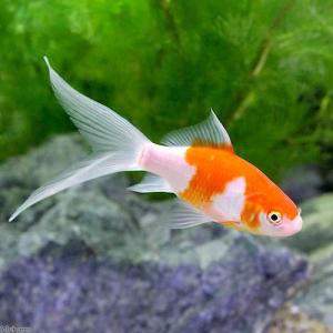 (国産金魚)コメット(10匹)の詳細画像1