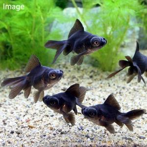 （国産金魚）出目金　黒（３匹）