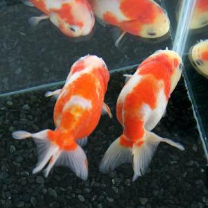 (国産金魚)桜錦(1匹)の詳細画像2