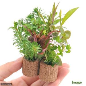 ライフマルチデルタ おまかせ寄せ植えミックス