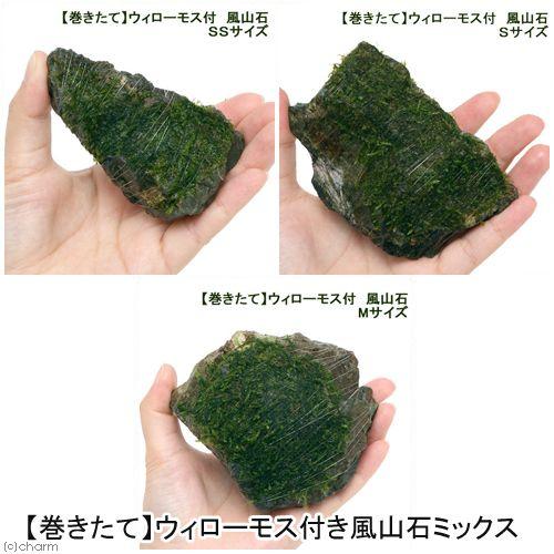 （水草）巻きたて　ウィローモス　風山石　５点レイアウトセット（水中葉）（無農薬）（１セット）